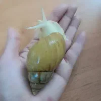 فروش، خاویار و حلزون آچاتینا