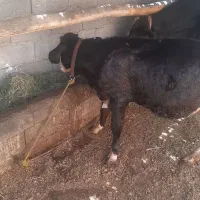 فروش گوساله ماده