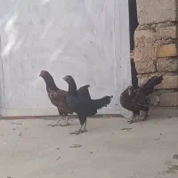 یه جفت مرغ و خروس لاری مینیاتوری کوچک و زیبا