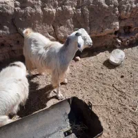 بز چاق