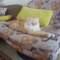 گربه پرشین