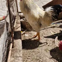 خروس|حیوانات مزرعه|مبارکه, |دیوار