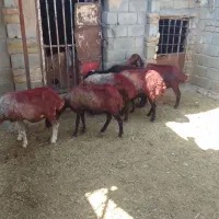 ۶راس میش افشاری داشتی