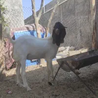 تروشت فروشی