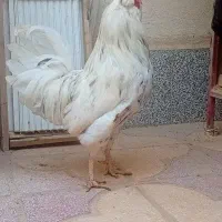 خروس گلین