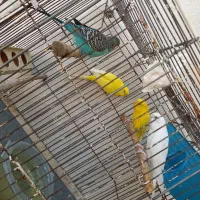 مرغ عشق هلندی