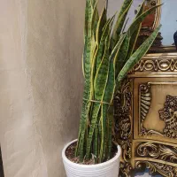 تعدای گل و گیاه،سانسوریا