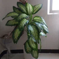 گل دیفن باخیا