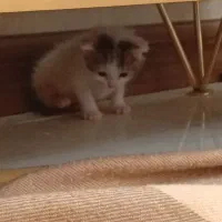 گربه