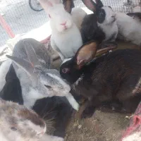 خرگوش بالغ