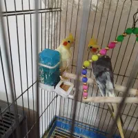 دوعددعروس هلندی نروماده باقفس و پایه