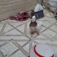یک جفت طوقی هفترنگ و زرد