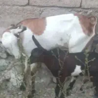 بز شیری  دقلوزا باکهره ماده
