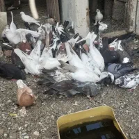 کبوتر تهرانی