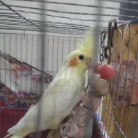 طوطی عروس هلندی ۷ ماهه