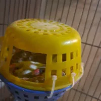 فنج نرگسی مولد|پرنده|قزوین, |دیوار