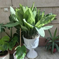 گل عبایی  ،سانسوریا  کلکسیونی