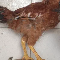 خروس درشت