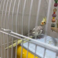 جوجه عروس هلندی