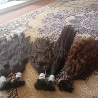 خرید موی بانوان