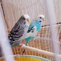 مرغ عشق جفت