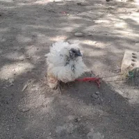 مرغ ابریشمی