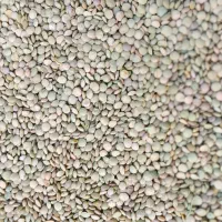 عدس تازه امسال روستای تهم