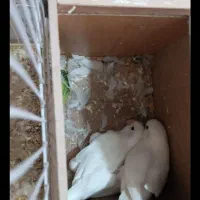 جفت کوتوله البینو چشم شرابی روح تخم