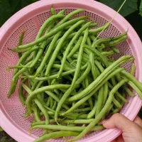 خیار قلمی خیارشوری و لوبیا گوشتی