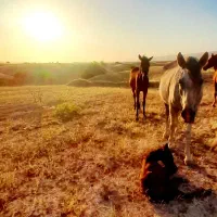 150|اسب و تجهیزات اسب‌سواری|شوشتر, |دیوار