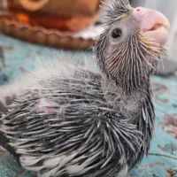 جوجه عروس هلندی