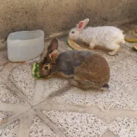 خرگوش|موش و خرگوش|بجنورد, |دیوار