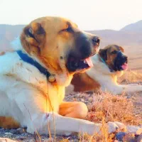 سگ فروشی عکس مال خودش نیس