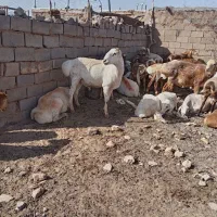 قوچ کره سفید