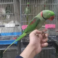 شاه طوطی نر طوق دار سخنگو کلامدار فول رام سلامت|پرنده|تهران, نواب|دیوار
