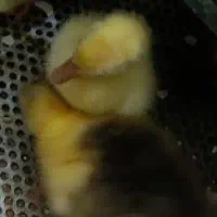 قوغاز