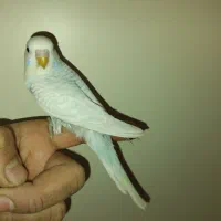 لانه وجوجه مرغ عشق