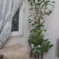 گل پتوس بسیار سرحال ودرحال رشد