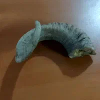 شاخ بز کوهی