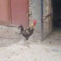 فروش خروس محلی