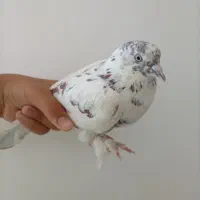 کفتر گم شده