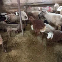 دام ازنوع سبک وسنگین گوساله گوسفند