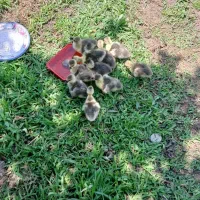 جوجه قوغازخاکستری
