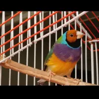گلدین|پرنده|تهران, هاشمی|دیوار