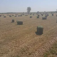 یونجه