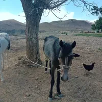 اسب|اسب و تجهیزات اسبسواری|سمنان, |دیوار