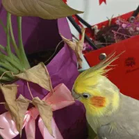 عروس هلندی
