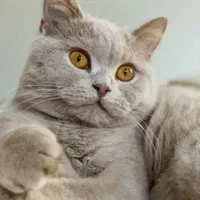 نر بریتیش لیلاک جفتگیری