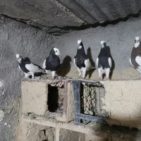کفتر رنگی