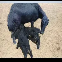 میش قره قزل